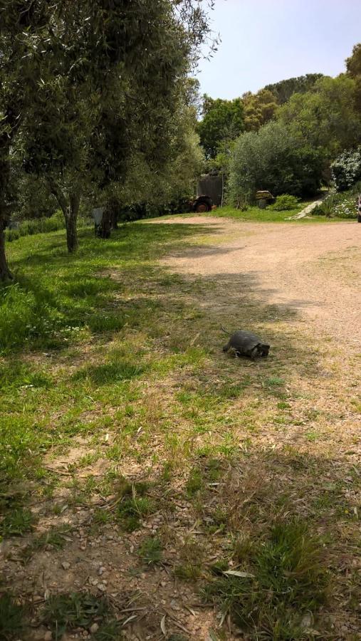 טמפיו פאוזניה Agriturismo La Vigna מראה חיצוני תמונה