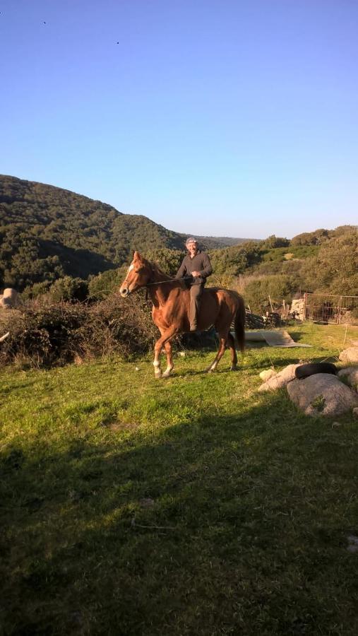 טמפיו פאוזניה Agriturismo La Vigna מראה חיצוני תמונה